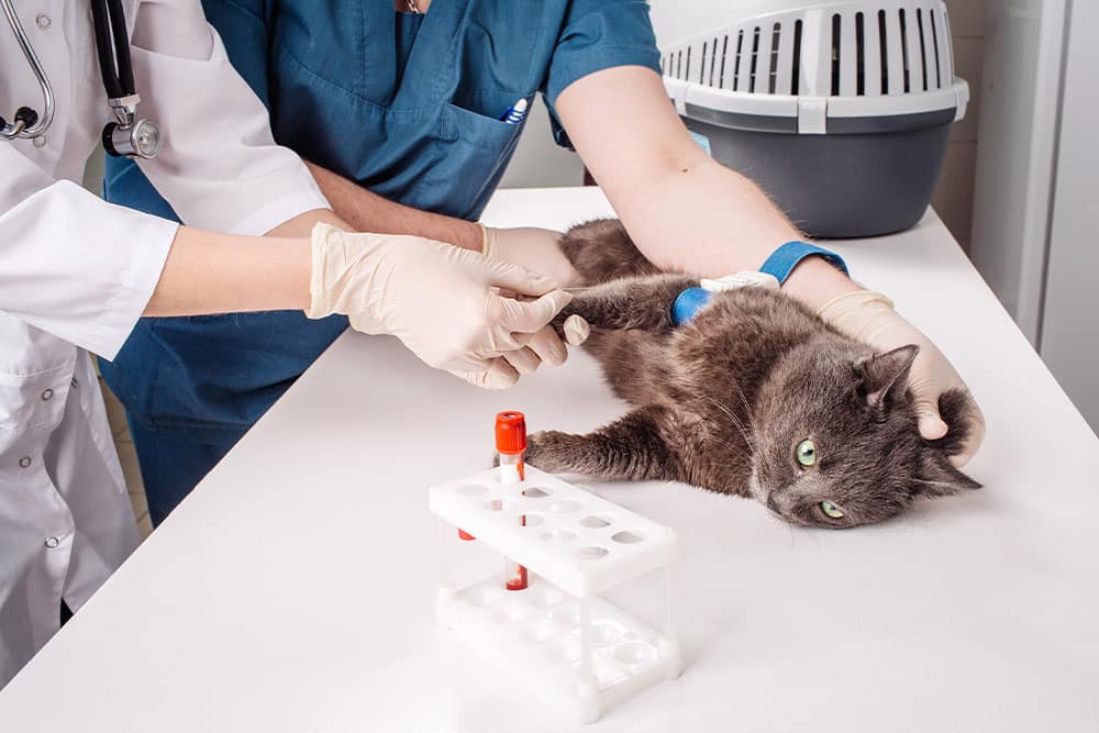 Annual Bloodwork for Pets: Why It Matters for Long-Term Health | Spring ...
