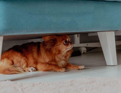 Is Your Pet Anxious? Signs, Causes, and Solutions
