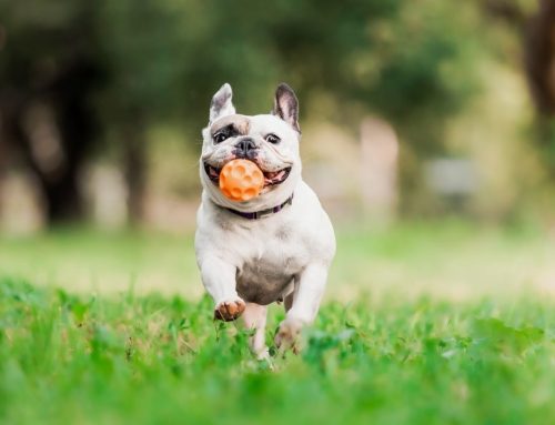 Grass Awns: What They Are and Why They’re Dangerous for Pets