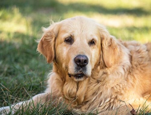 Wellness Exams: The First Step in Preventive Pet Care