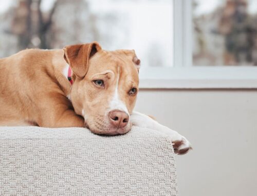 Sudden Behavioral Changes in Pets: When Should You Be Concerned?