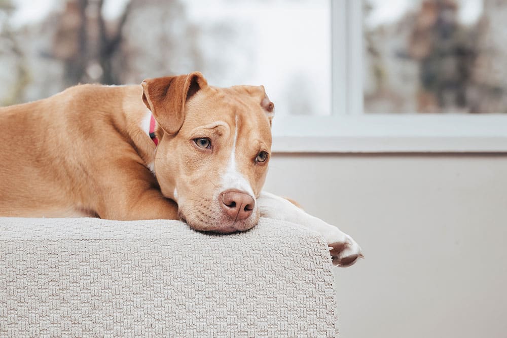 Tan and white dog with sad eyes lying down on a textured grey surface near a window.