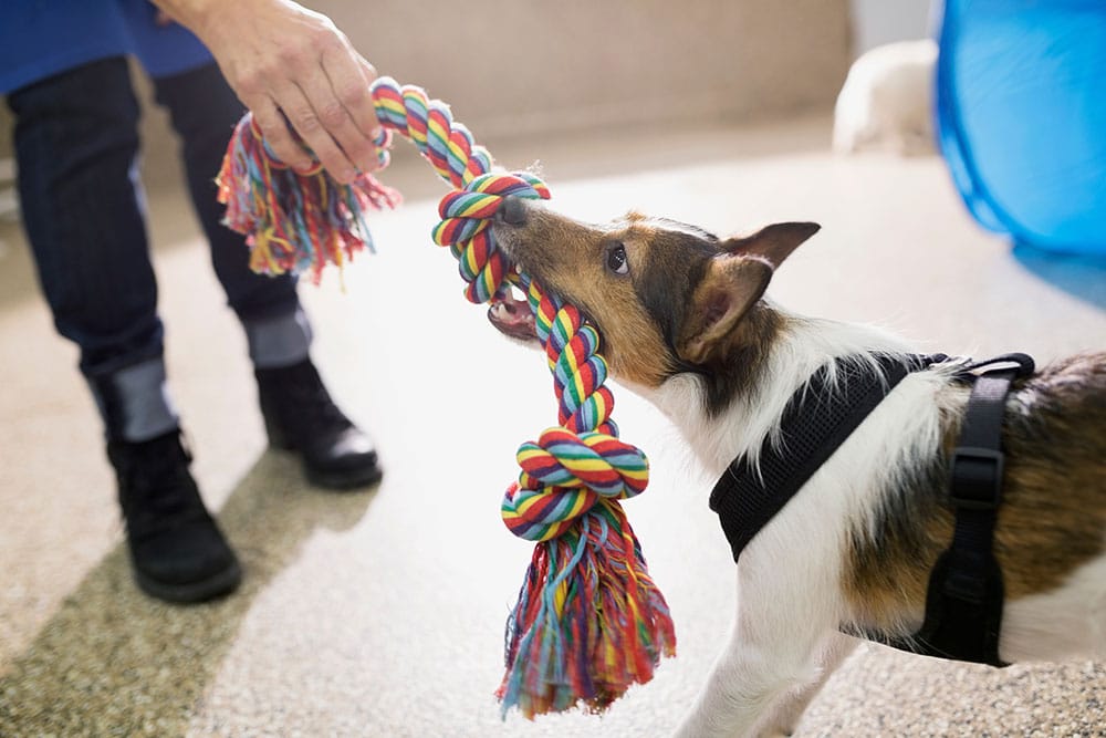 A small dog wearing a black harness energetically plays tug-of-war with a person using a colorful braided rope toy.