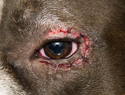 Entropion/Ectropion: Surgical Correction and Outcomes