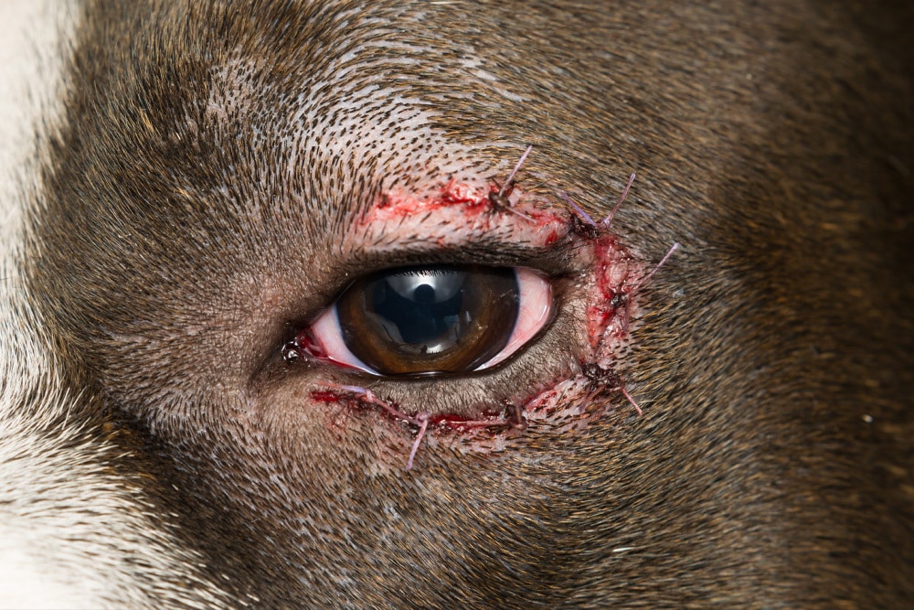 Close-up of a dog’s eye with surgical stitches after an injury.