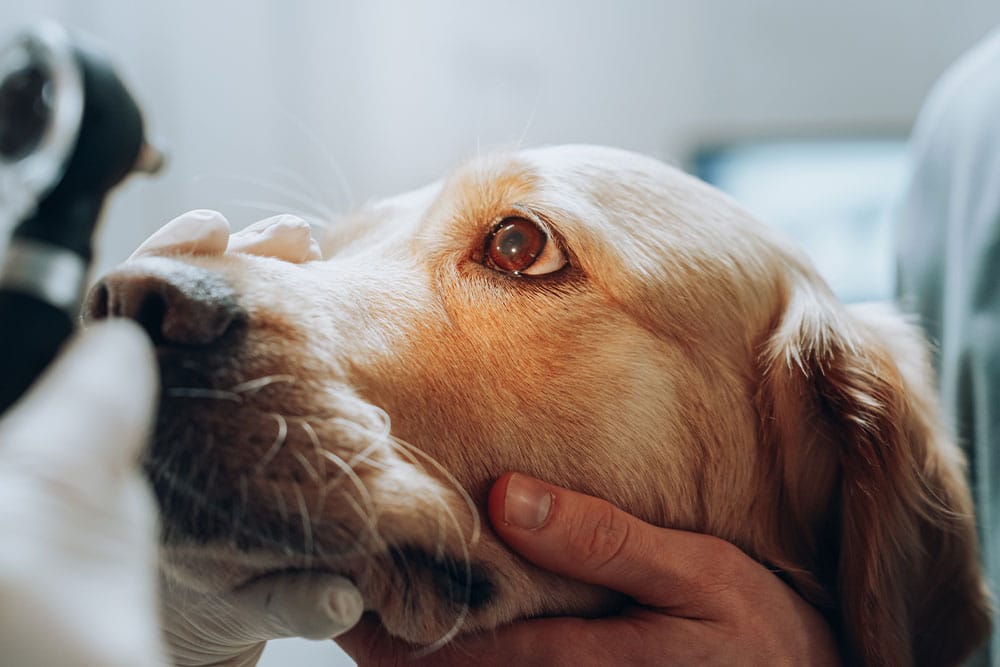 A close-up of a golden retriever's face being gently held by a person wearing white gloves during an eye examination at a veterinary clinic.