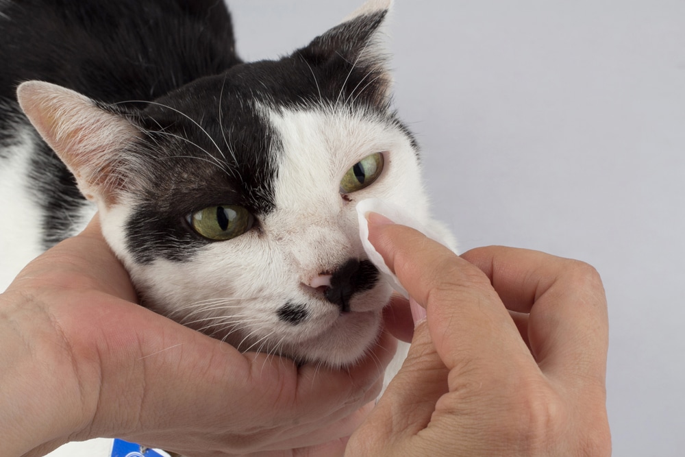 A person uses a soft white cotton pad to gently clean the area around a black and white cat's eye.