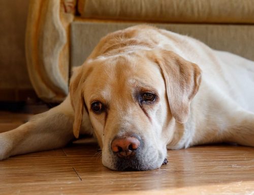Tear Staining, Saliva Staining