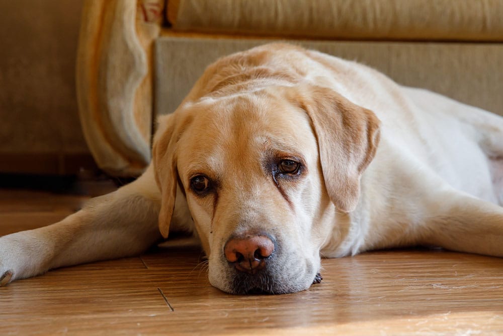 A yellow Labrador Retriever lies on a wooden floor, showing dark reddish-brown tear stains under its eyes.