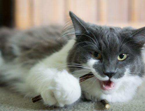 Dangerous Equipment for your pet