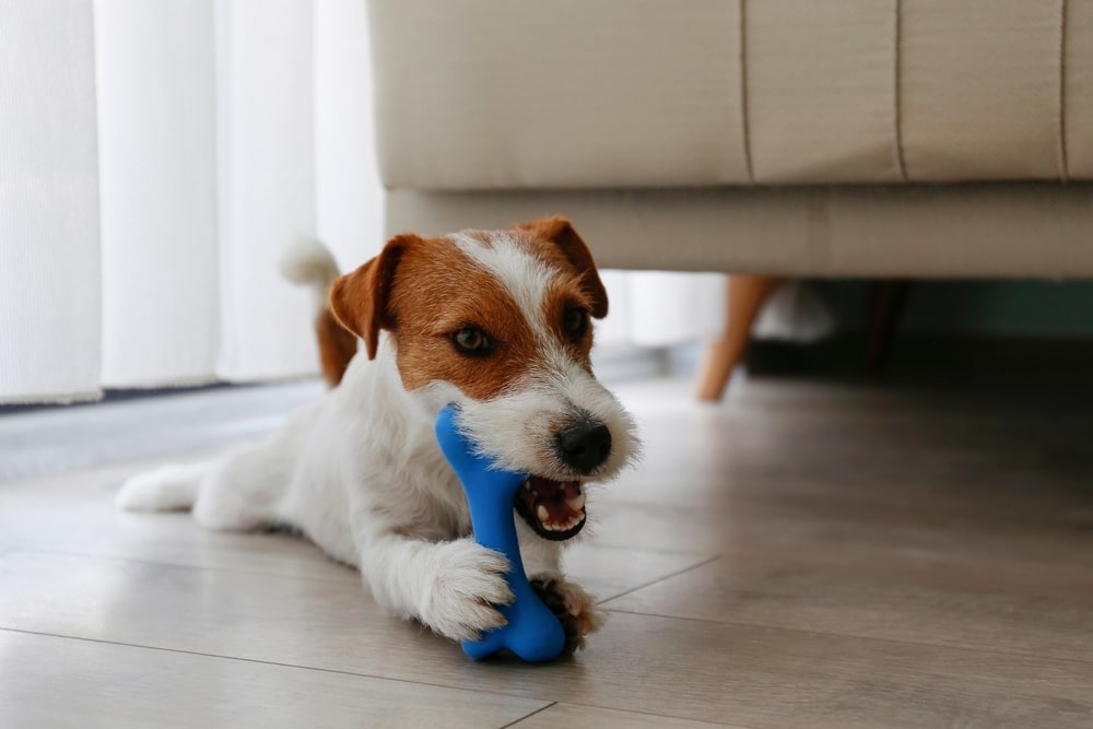 A white and brown Jack Russell Terrier lies on a wooden floor, holding and chewing a bright blue, bone-shaped rubber toy.