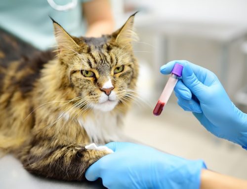 Auto-Immune blood diseases