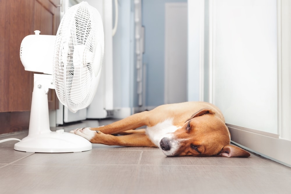 Dog lying in front of a fan to cool down during hot weather.