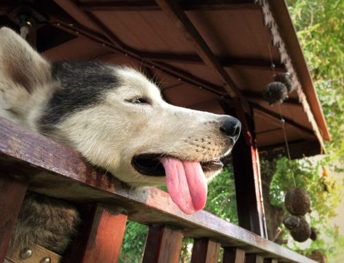Can I Still Walk My Dog When It’s 100 Degrees Outside? Heat Safety for Texas Pets