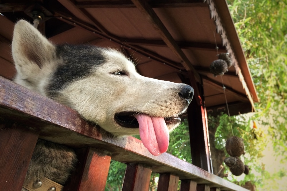 Siberian Husky panting with its tongue out while resting in hot weather.